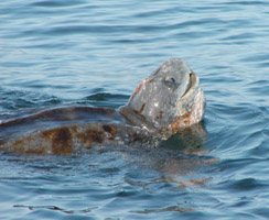 Leatherback sea turtle photo by Scott Benson