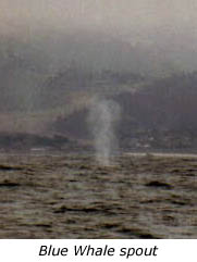 Blue Whale Spout