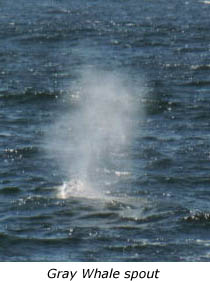 Gray Whale Spout