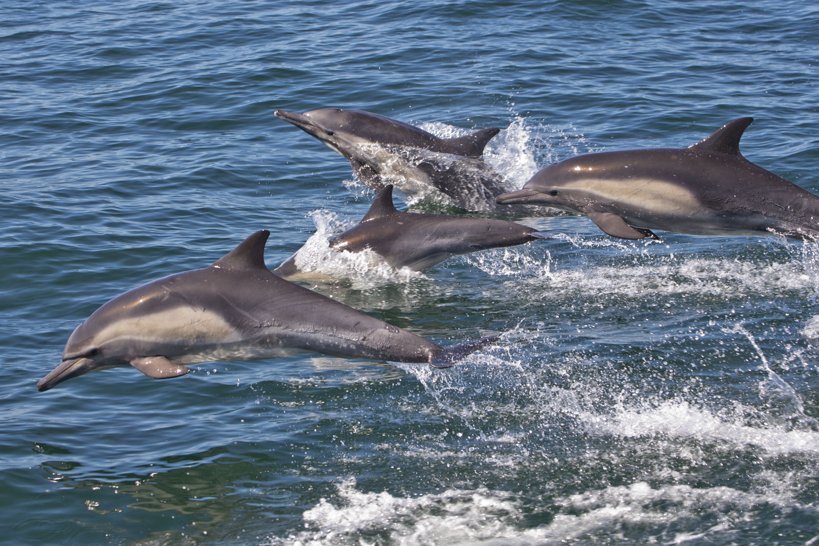Pod of dolphins